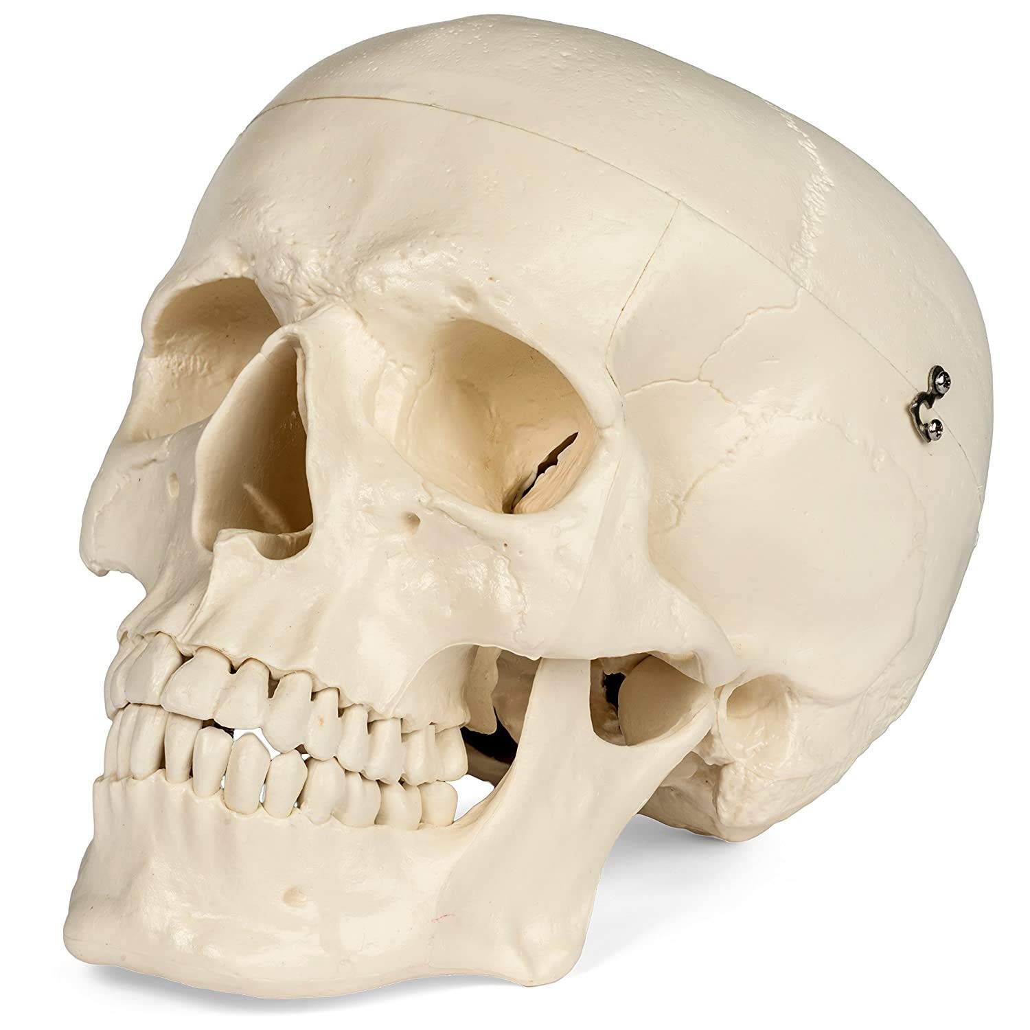 Medical Anatomical Skull Model – 1:1 Life Size Replica Anatomy Adult Human He…