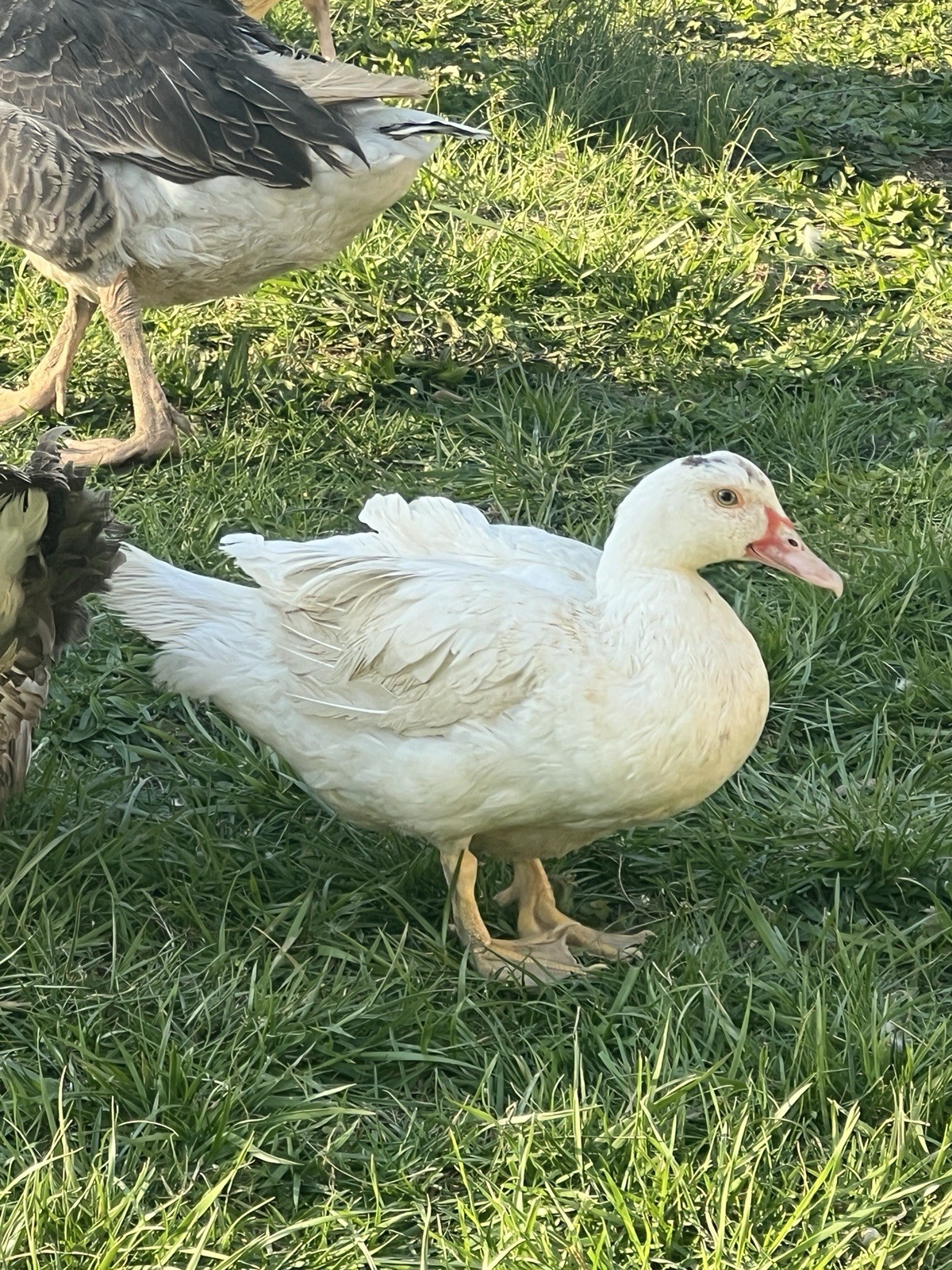 12+ Purebred Fertile Muscovy Duck Hatching Eggs (Rare Colors)