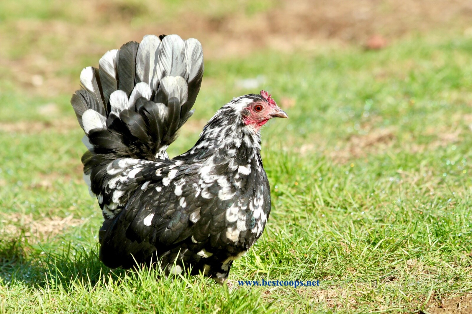 6+ Fertile Show Quality Serama Chicken Hatching Eggs