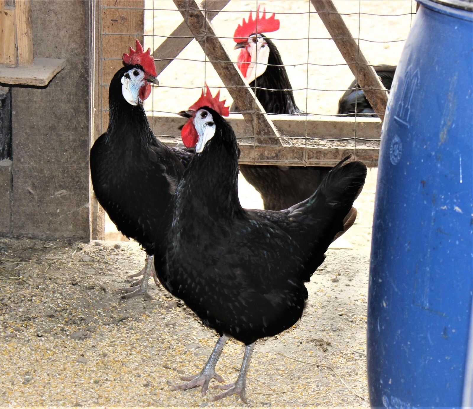 12 LF White Face Black Spanish Eggs Imported from Spain