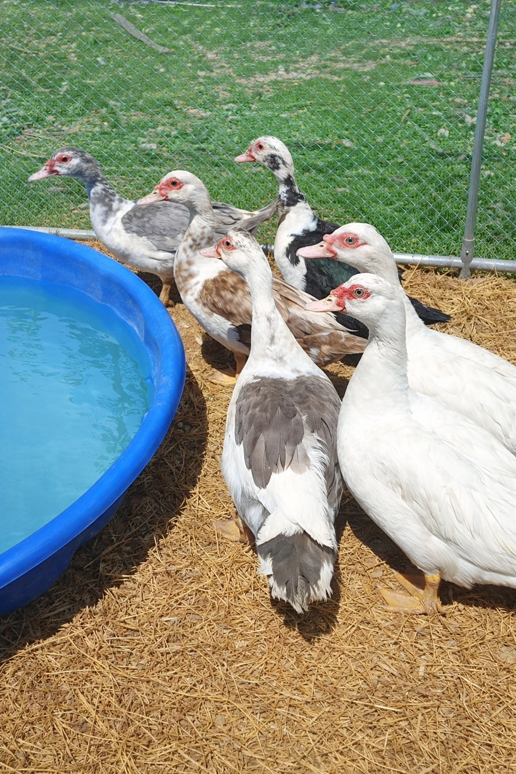 15+ Purebred Fertile Muscovy Duck Hatching Eggs (Rare Colors)