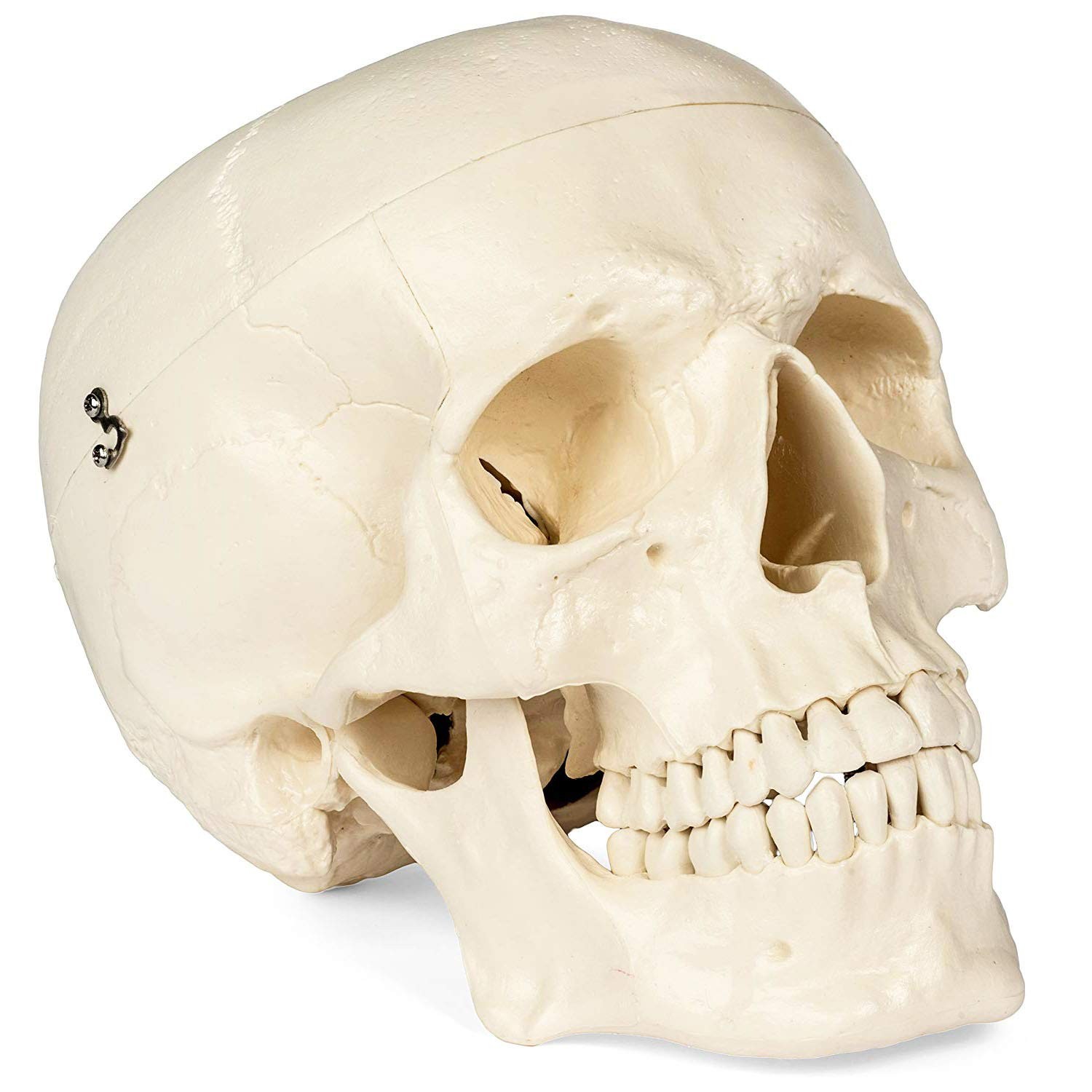 Medical Anatomical Skull Model – 1:1 Life Size Replica Anatomy Adult Human He…