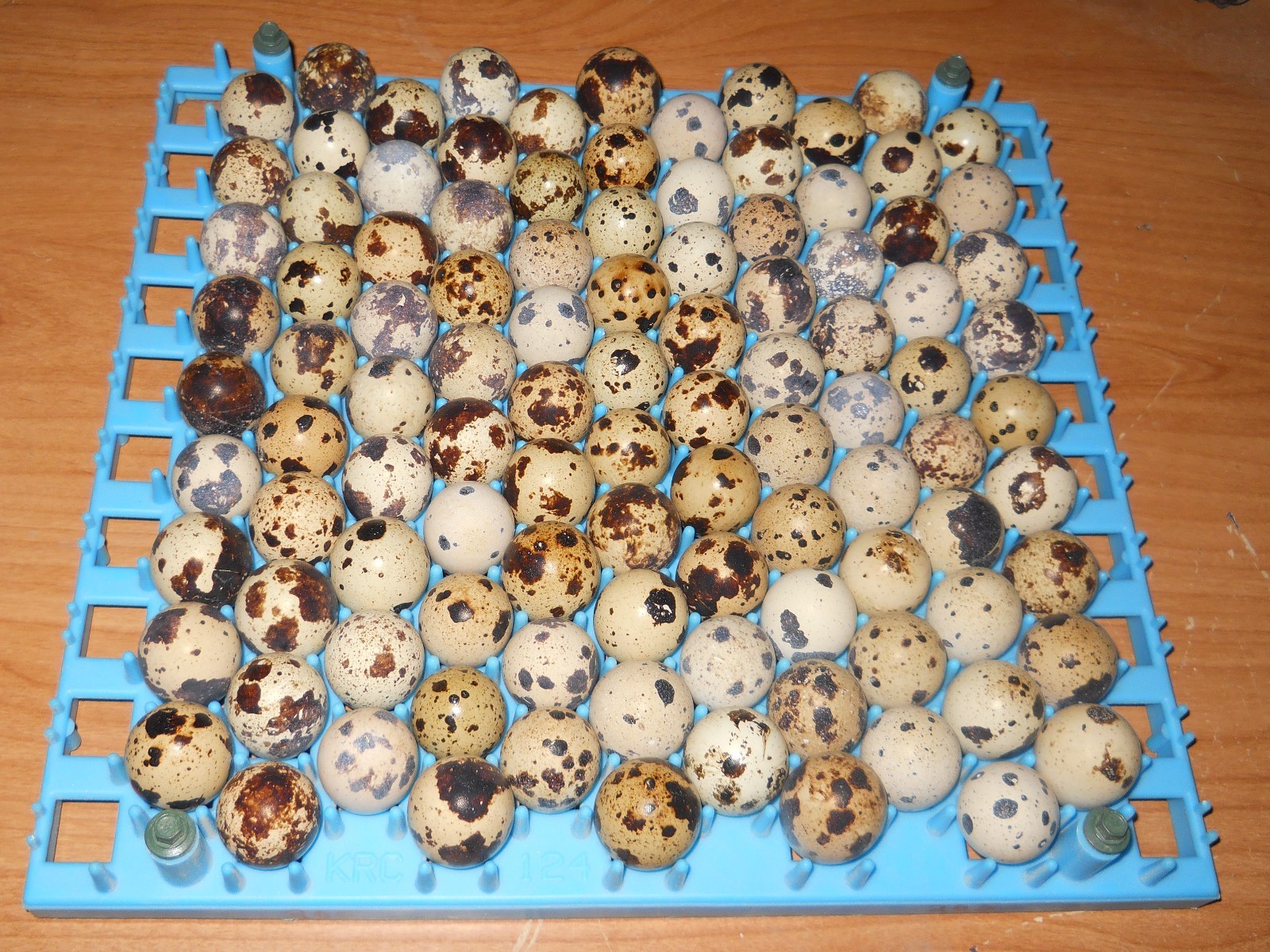 33+ KINGsBROWN XL. JUMBO brown coturnix quail hatching eggs,