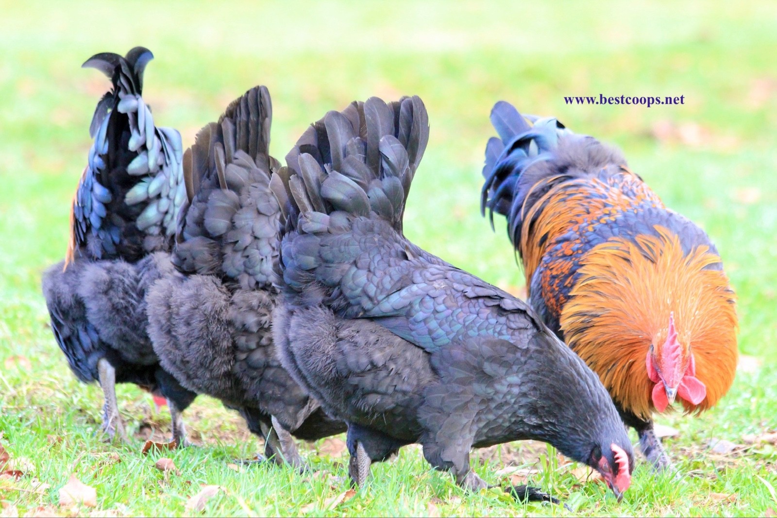 10+ Fertile Black Copper Marans Chicken Hatching Eggs