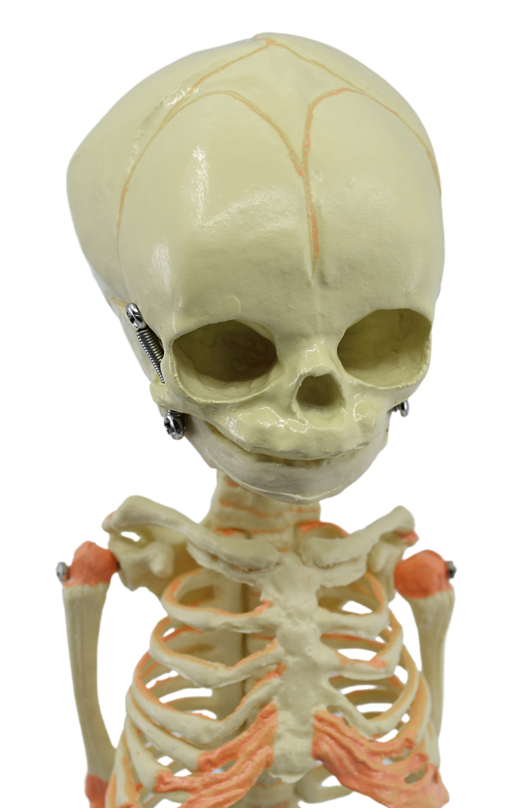 Eisco Labs Infant Fetus Skeleton Model, Mini Size