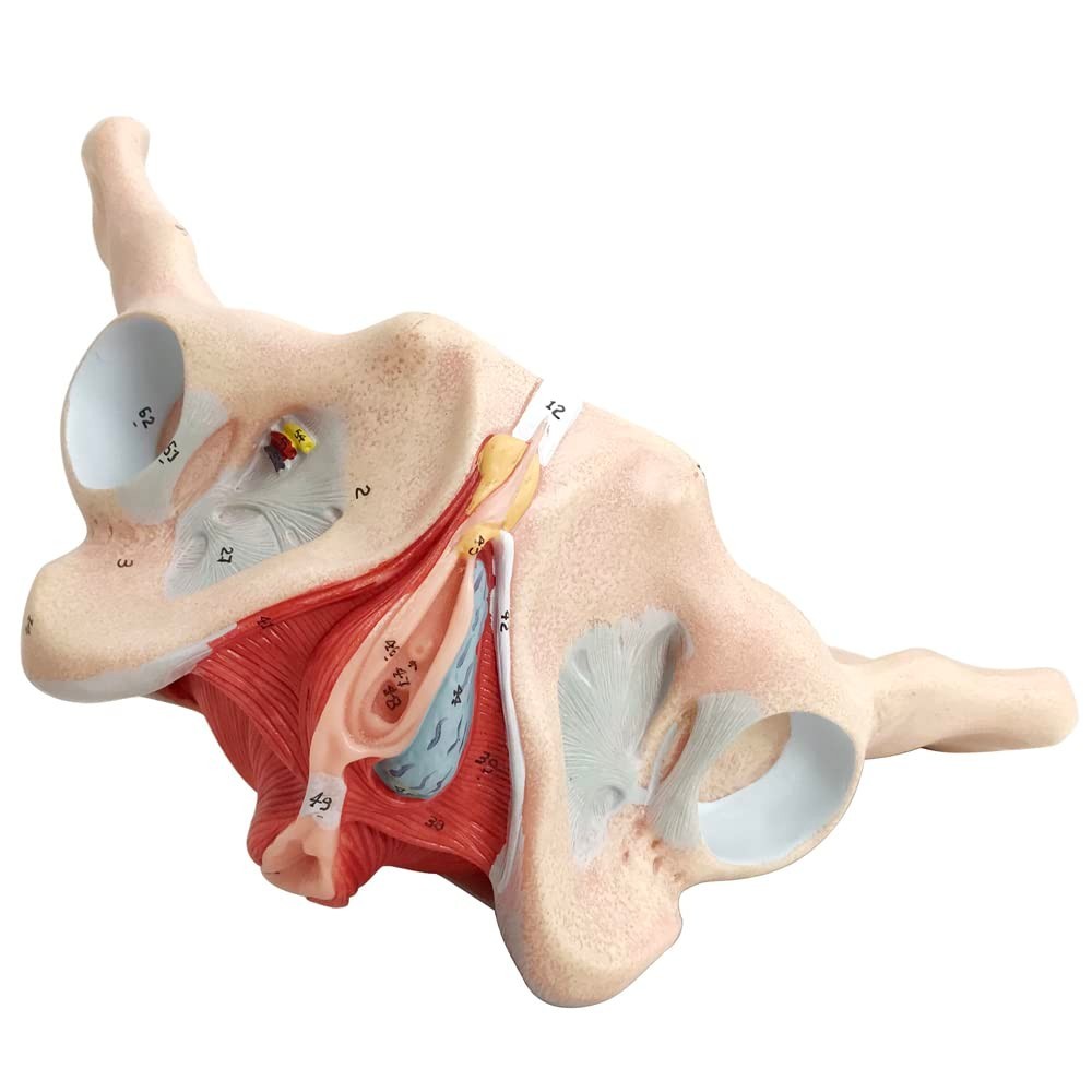 Female Pelvis Model with Pelvic Floor Muscles Perineal Model All in One Femal…