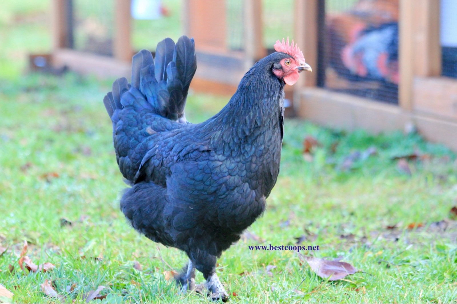 10+ Fertile Black Copper Marans Chicken Hatching Eggs