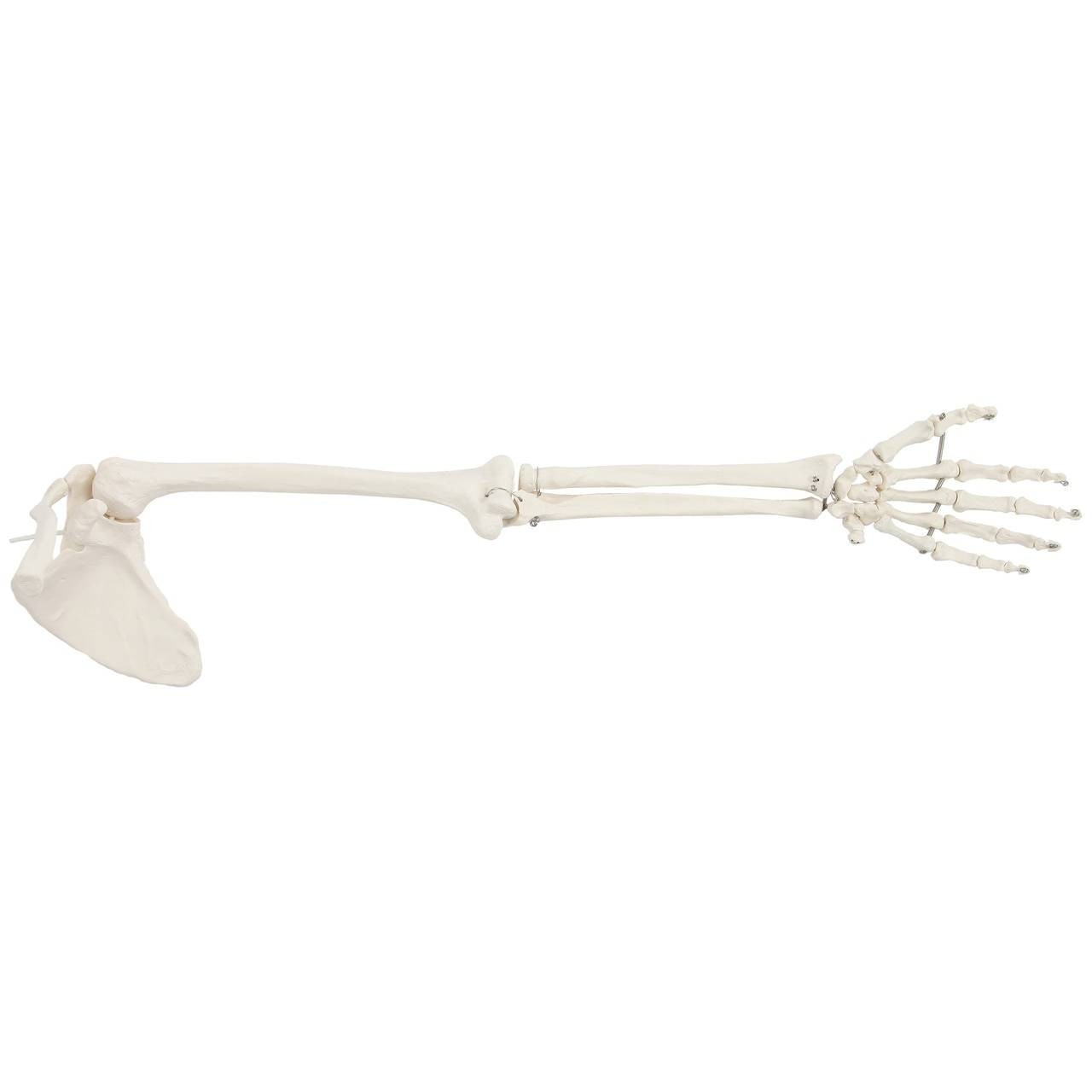 New Life Size Pair BUCKY SKELETON ARMS Set-2nd Class Resin Anatomical Upper Limb