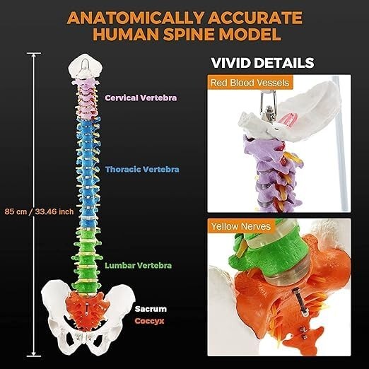 Vertebral Column Flexible Spine Model, Didactic Painted. ZX-S105P