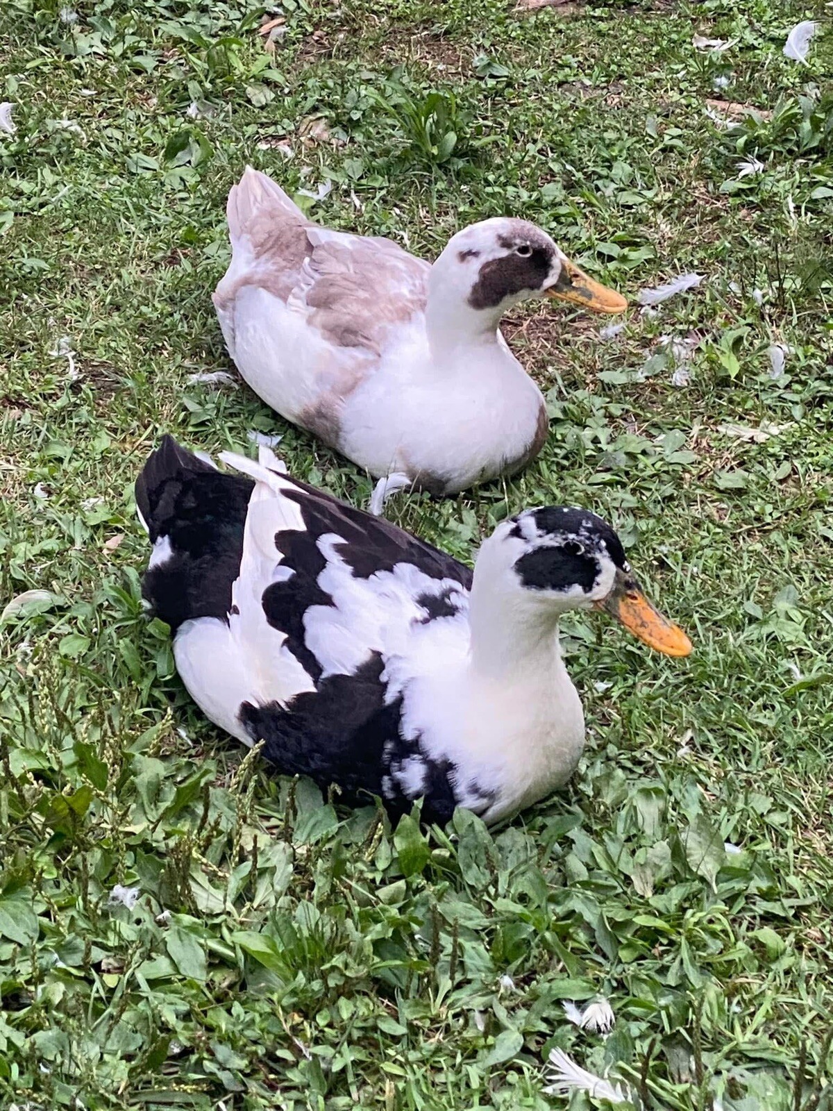 12+ Assorted Duck Fertile Hatching Eggs – Cayuga, Blue Sweddish, Acona, Magpie