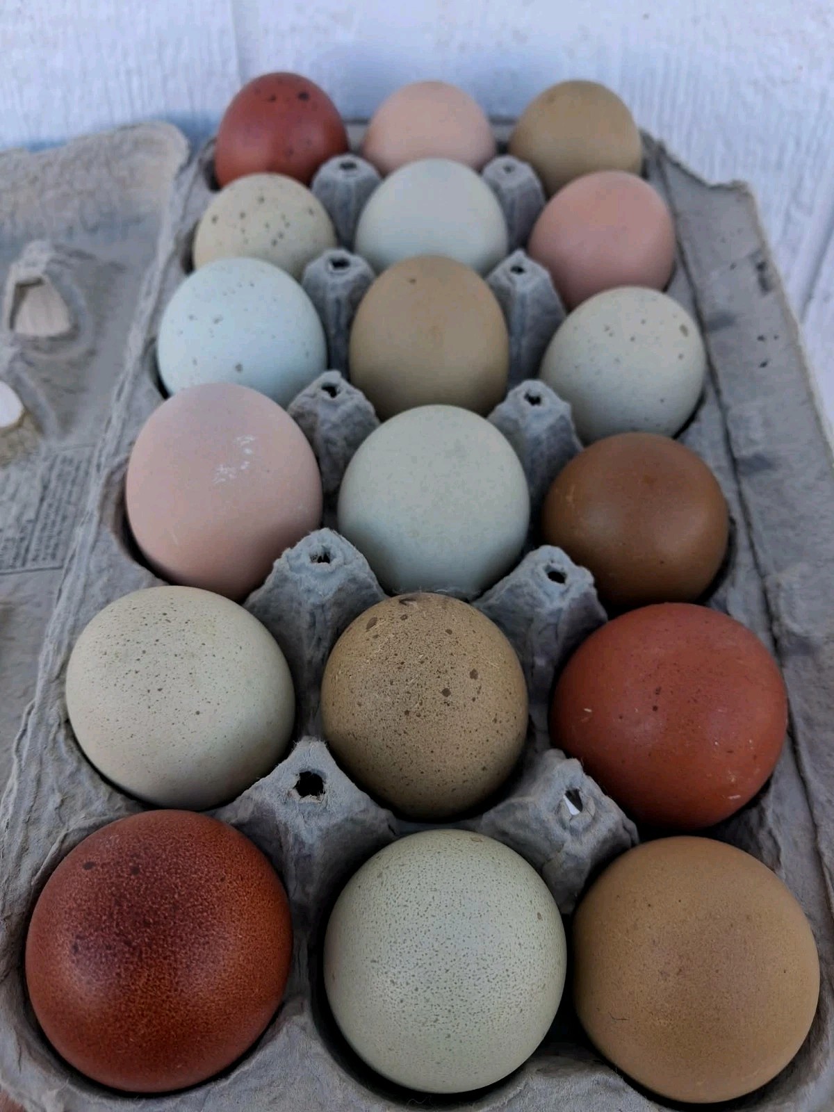 Fertilized Rainbow Hatching Eggs 12+++