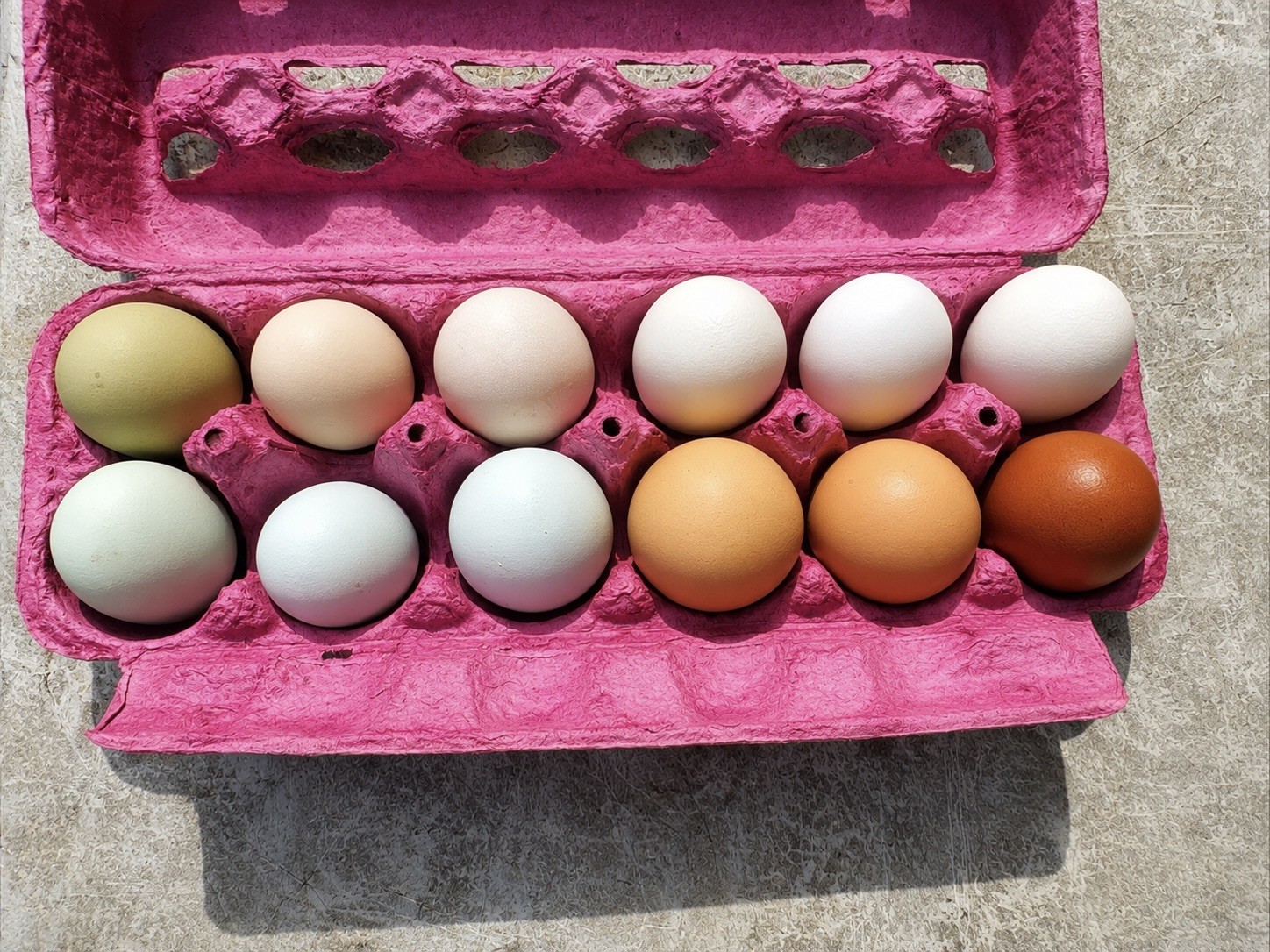 🌈 12 Rainbow Egger Hatching Eggs – Rare Breeds, Colorful Eggs + Chicks