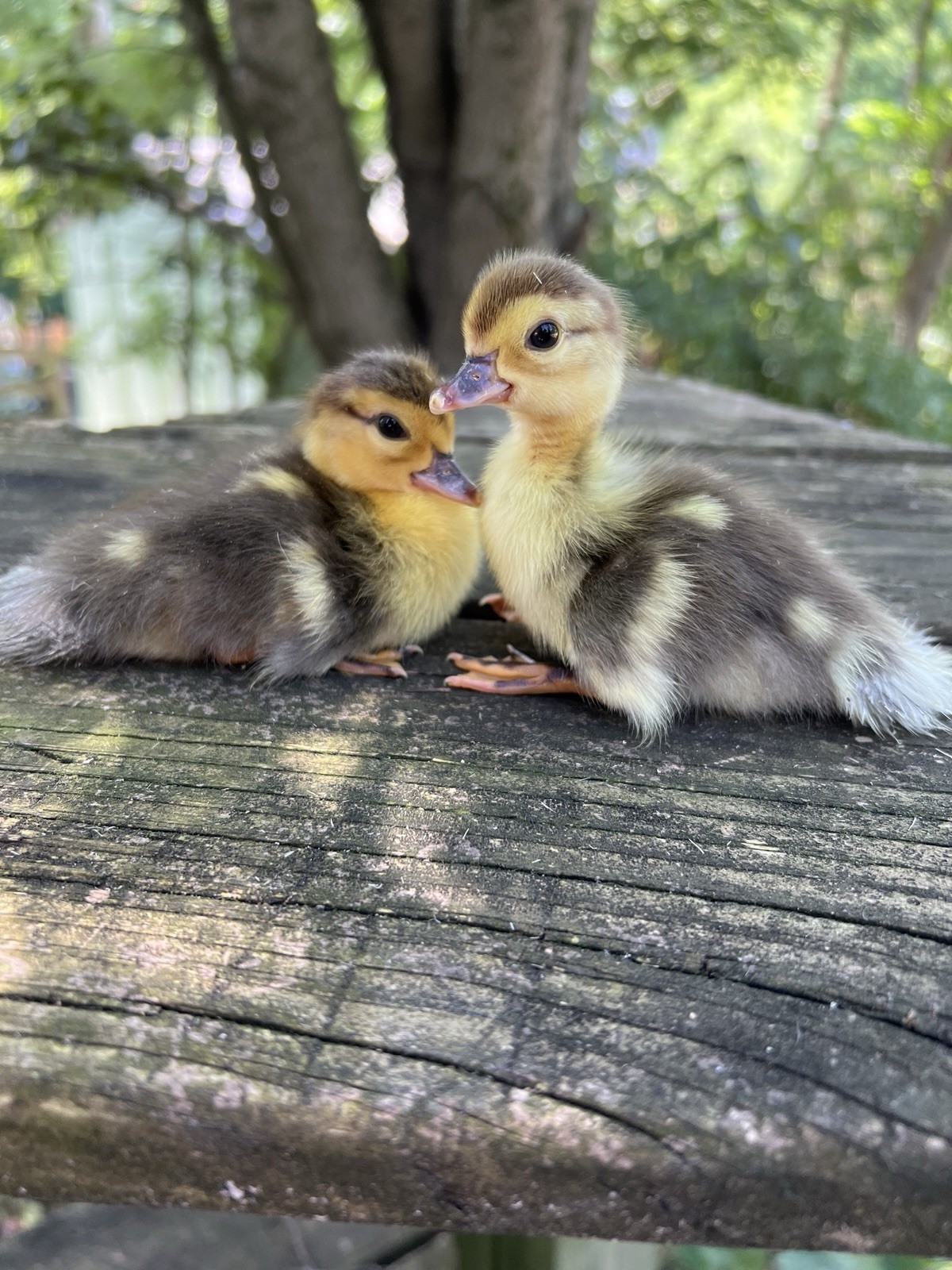 12+ Purebred Fertile Muscovy Duck Hatching Eggs (Rare Colors)