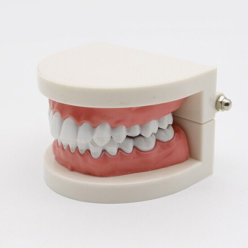 5 Pcs Dental High Quality Material Decay Standard Teeth Teach Adult Caries Model