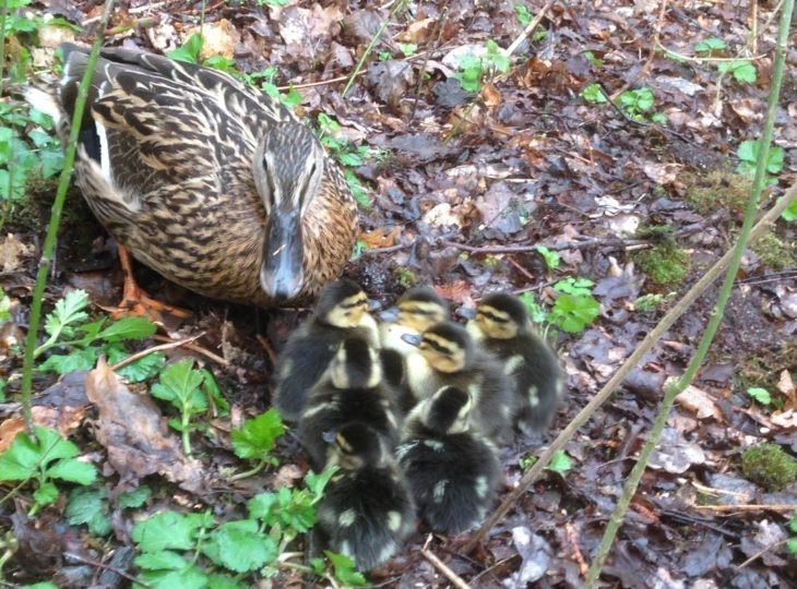 mallard duck hatching eggs x 6 NPIP certified
