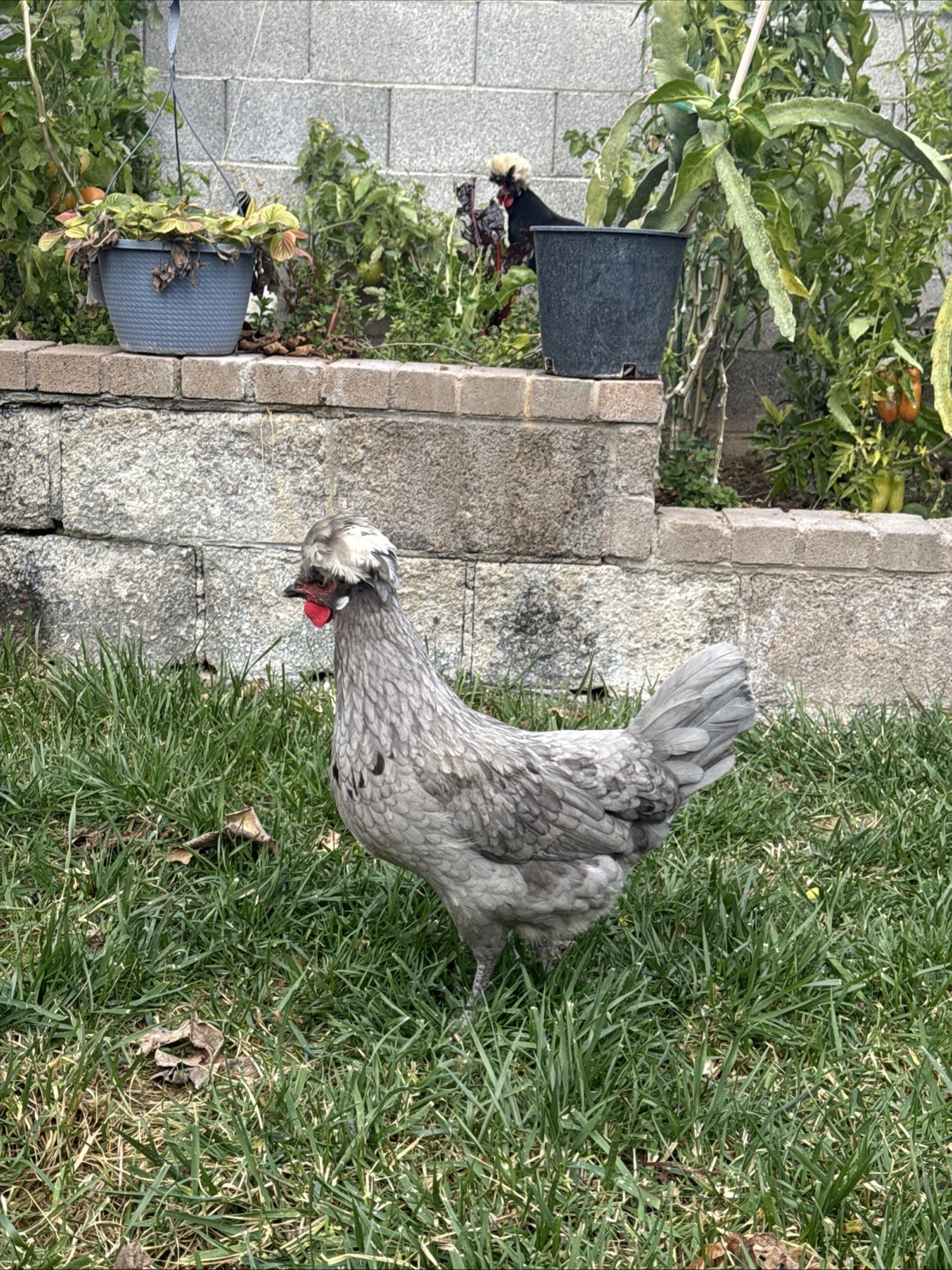 12+ FERTILE CHICKEN PUREBRED POLISH HATCHING EGGS QUICK SHIP USPS PRIORITY MAIL