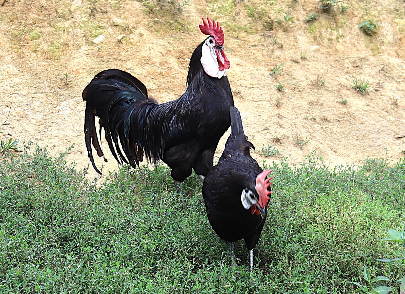 12 LF White Face Black Spanish Eggs Imported from Spain