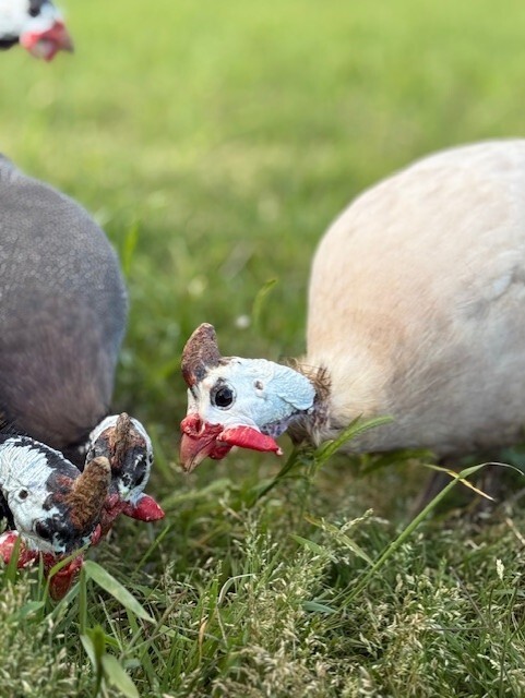 14 FRESH GUINEA BIRD FOWL HATCHING EGGS PINTO, PIED, CHOCLATE, PEARL & MANY MORE