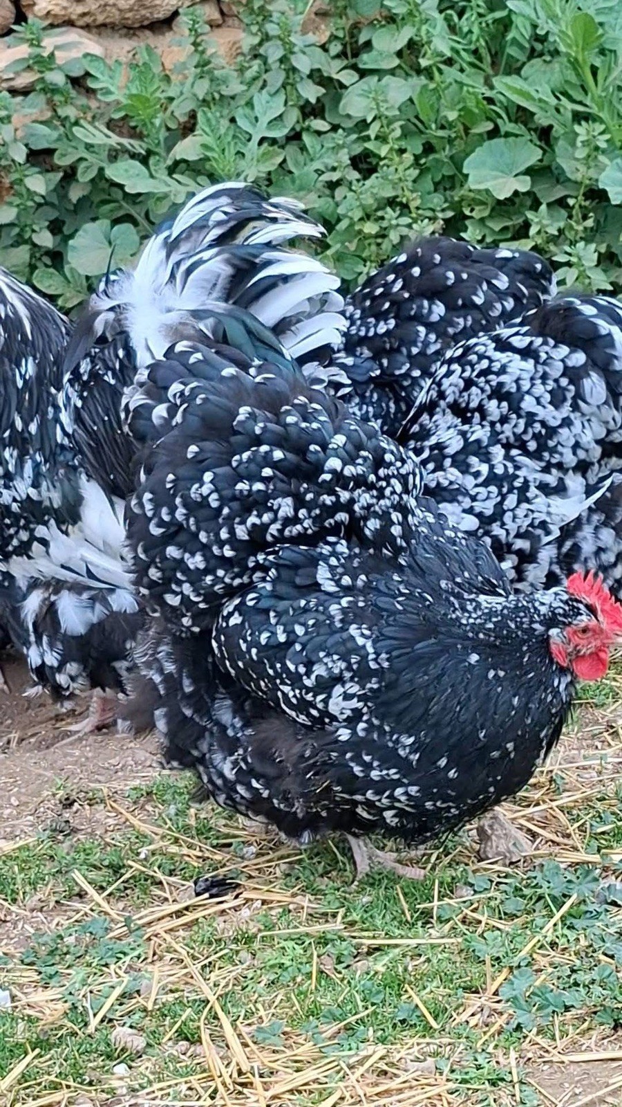 10+ Rare Breed Chicken Fertile Hatching Eggs Orpington, Cochin, Sweddish Flower