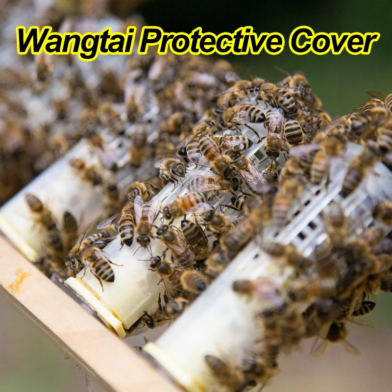 1Set Beekeeping Cages King Queen Rearing System Plastic Bee Tool Catcher Box