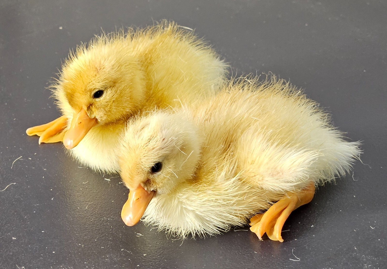 6 Jumbo Pekin Hatching Duck Eggs