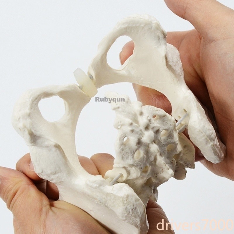 Mini Flexible Female Pelvis Model on Elastic, Mini Size Pelvic Skeleton Model