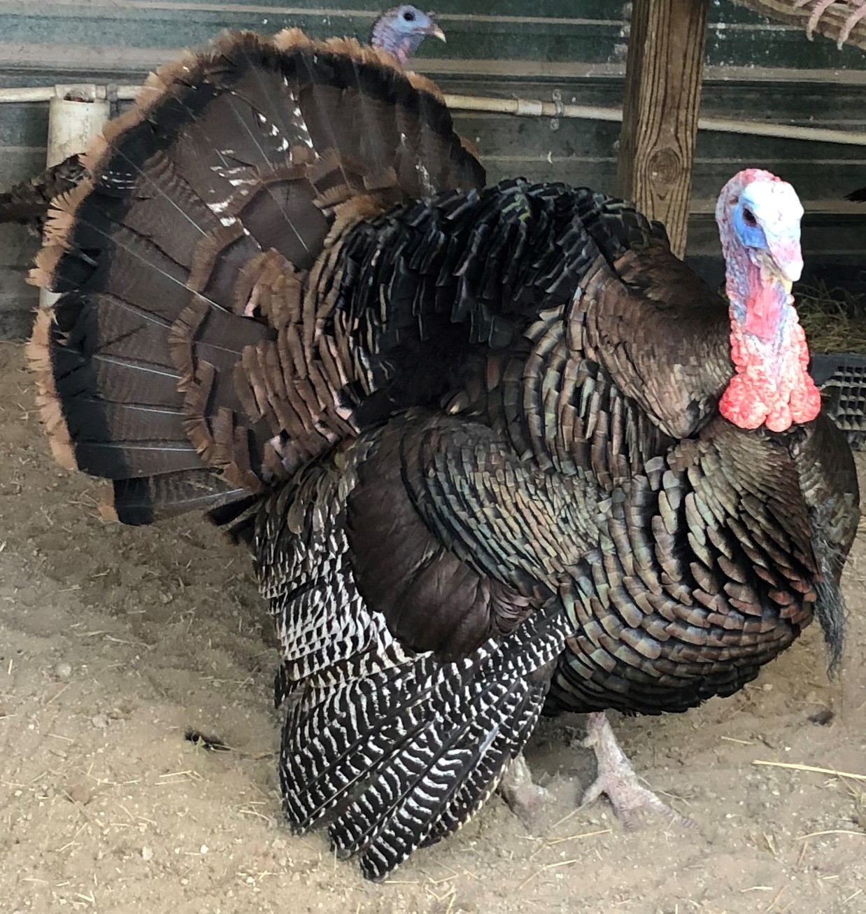 Osceola Hybrid Turkey Hatching Eggs (One Dozen)