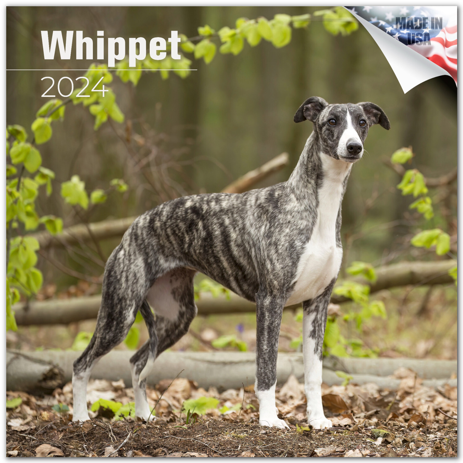 Whippet Dog Breed Calendar 2024 FULL SIZE 12×24 Made in USA