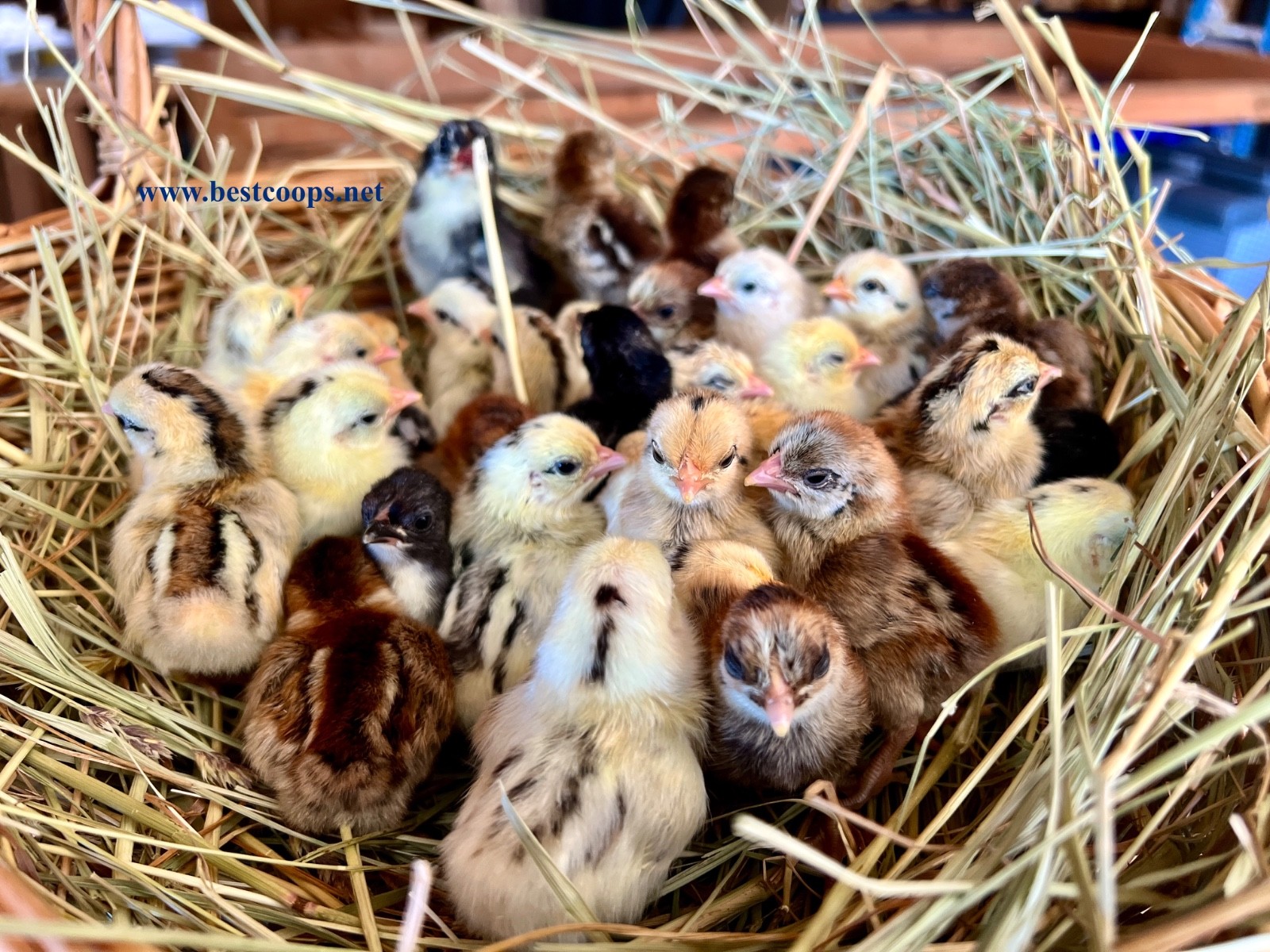 12+ Fertile Show Quality Serama Chicken Hatching Eggs