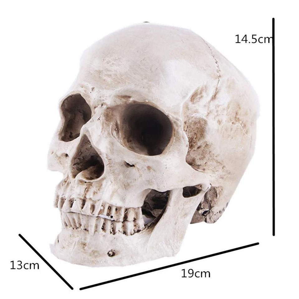 JOONOR Resin Medical Anatomical Human Skull Model – Life Size Replica White