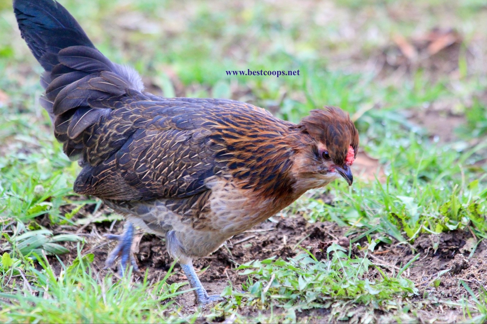 6+ Fertile Barbu De Watermael Chicken Hatching Eggs