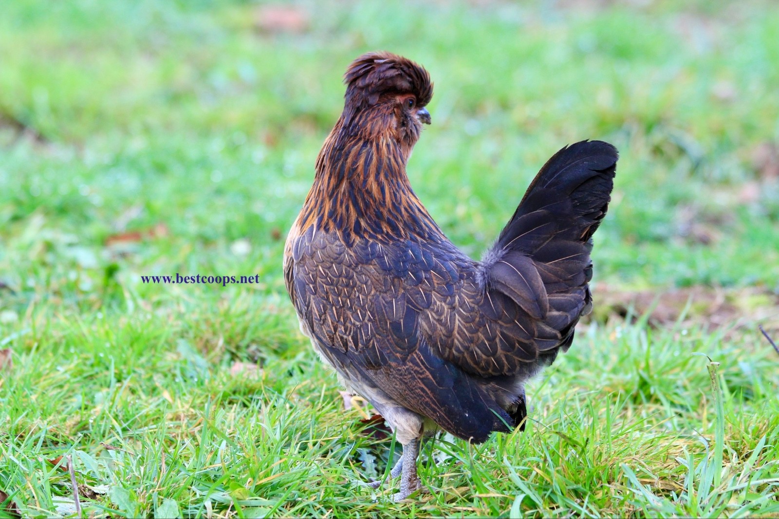6+ Fertile Barbu De Watermael Chicken Hatching Eggs