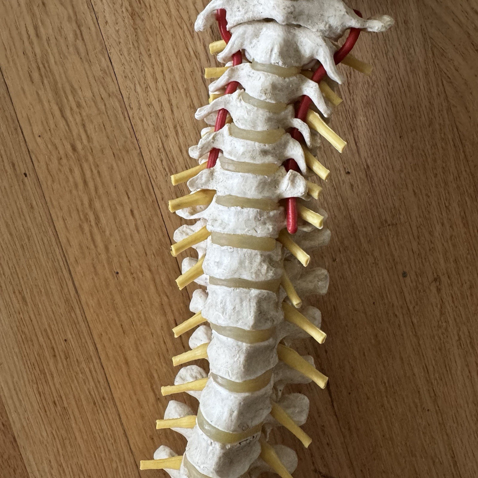 MEDICAL MODEL SPINE BACKBONE WITH PELVIS HIPS ADULT SIZE GERMANY SCIENTIFIC