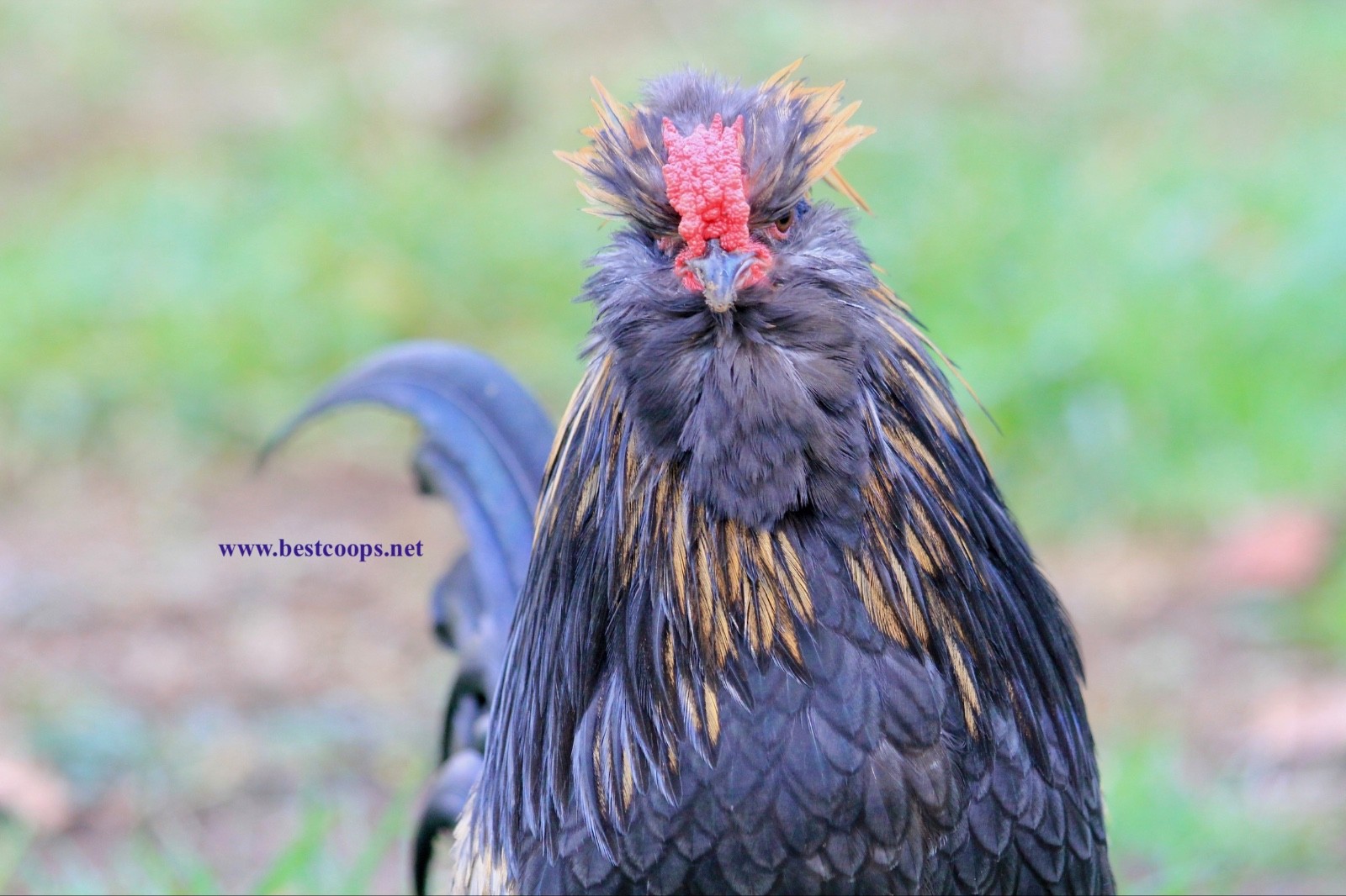 6+ Fertile Barbu De Watermael Chicken Hatching Eggs