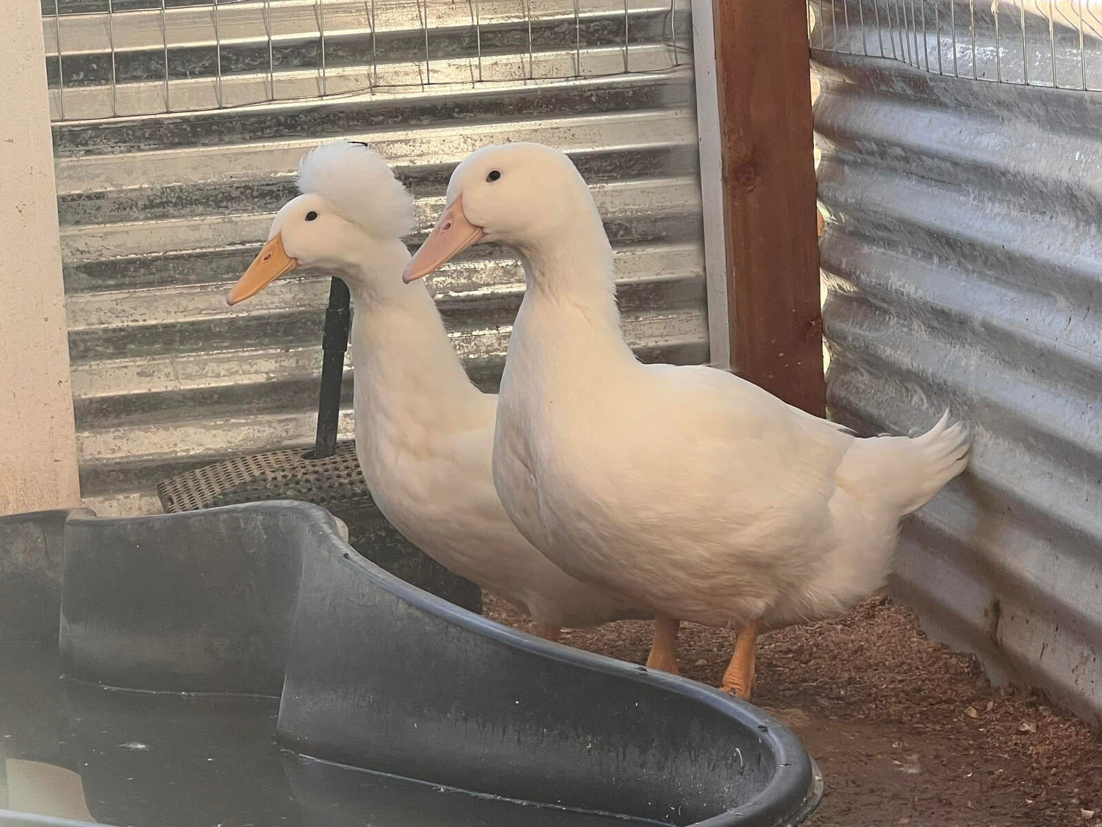 12+ Assorted Duck Fertile Hatching Eggs – Cayuga, Blue Sweddish, Acona, Magpie