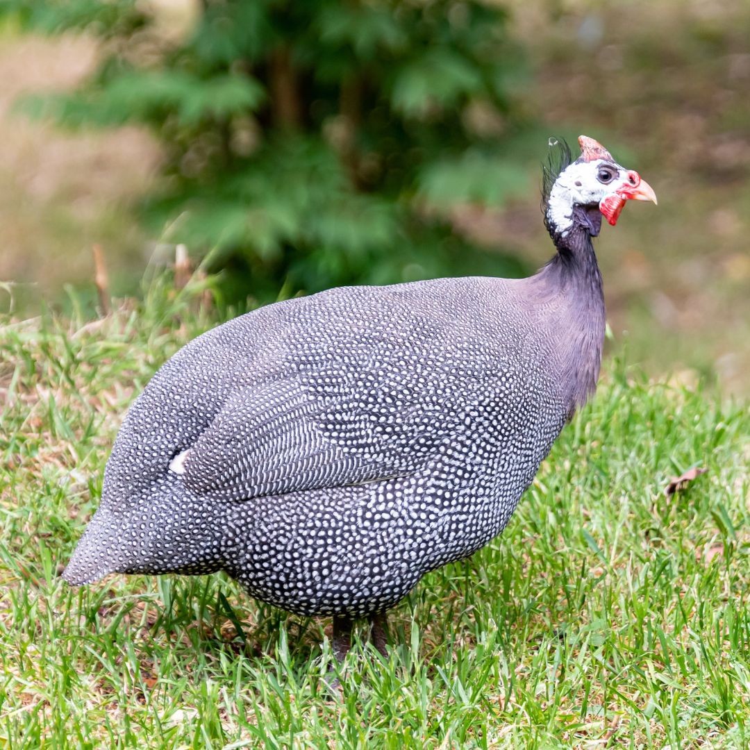 15 Mixed Color Guinea fowl hatching eggs