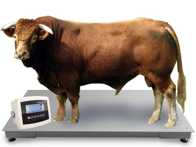 Animal Scales Scales Horse Scales Livestock Scales Platform Scales 1.0×2.2m Floor Scales 3t