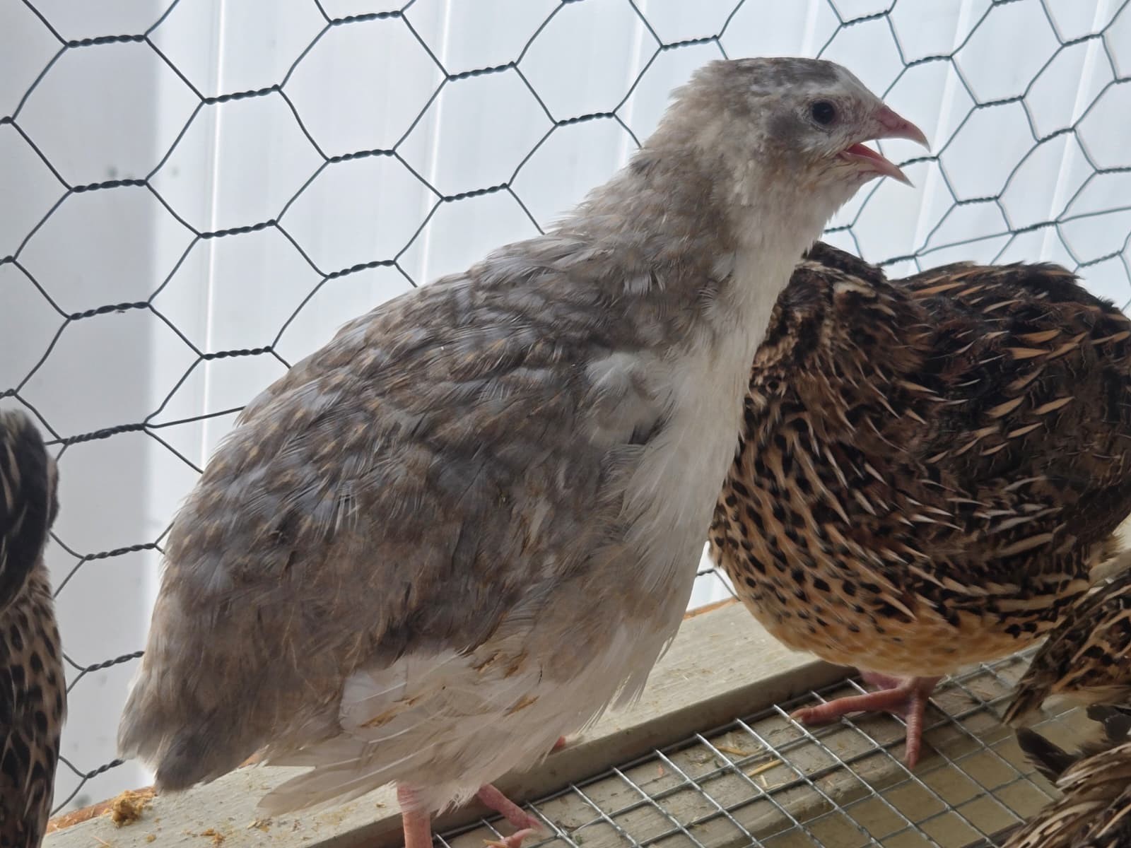 54 Eggs,Live Quail Chicks Mixed Colors – Quail Poultry Type, Live Bird,