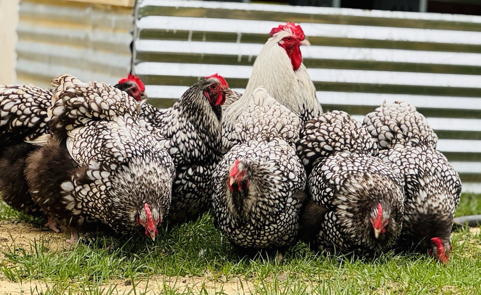 1 Black Silver Laced English Orpington Chicken Hatching Egg