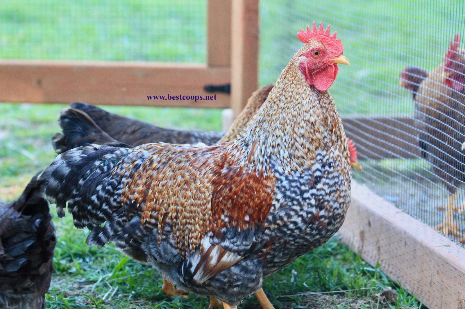 6+ Fertile Bantam Bielefelder Chicken Hatching Eggs