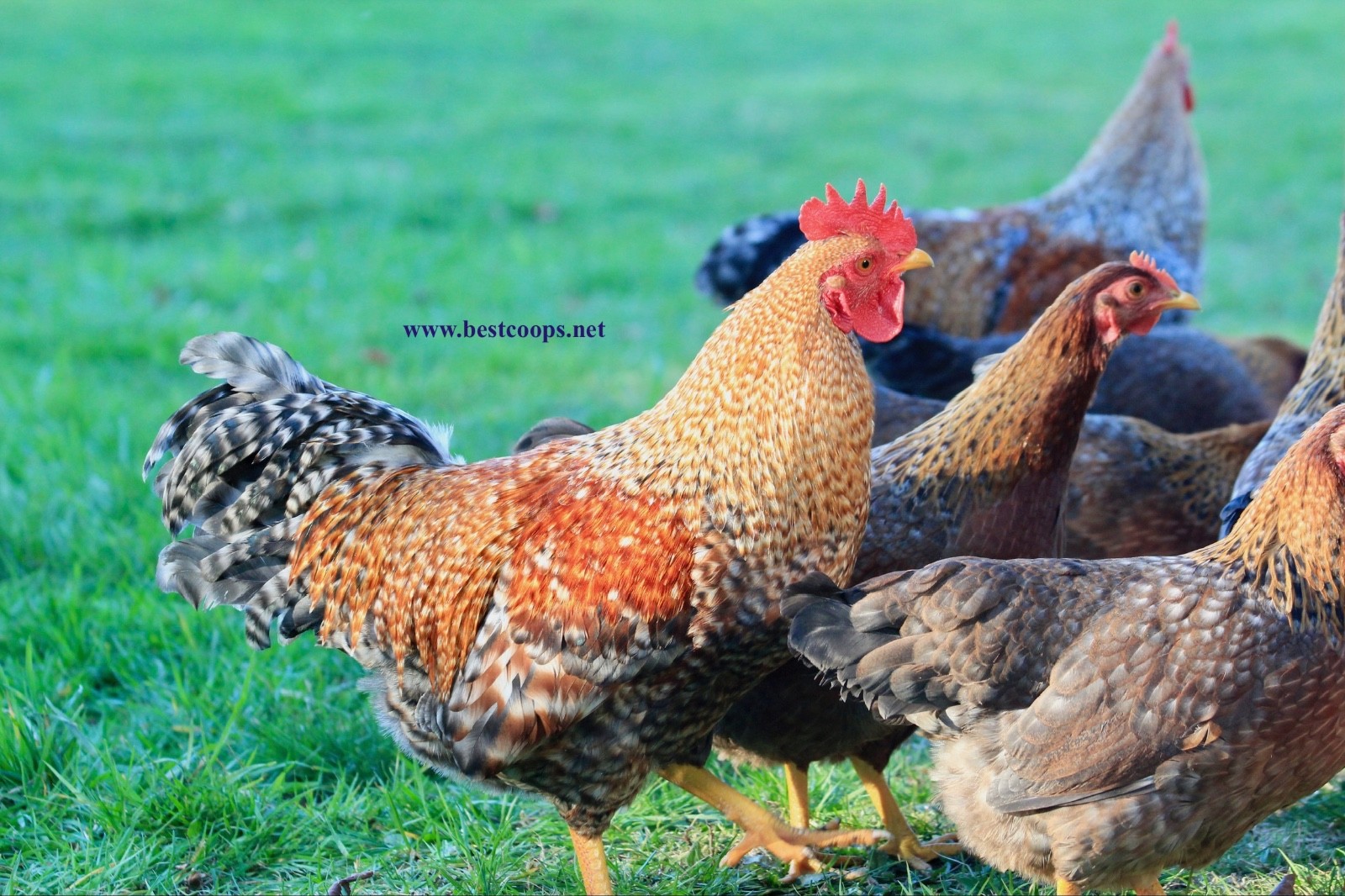 6+ Fertile Bantam Bielefelder Chicken Hatching Eggs