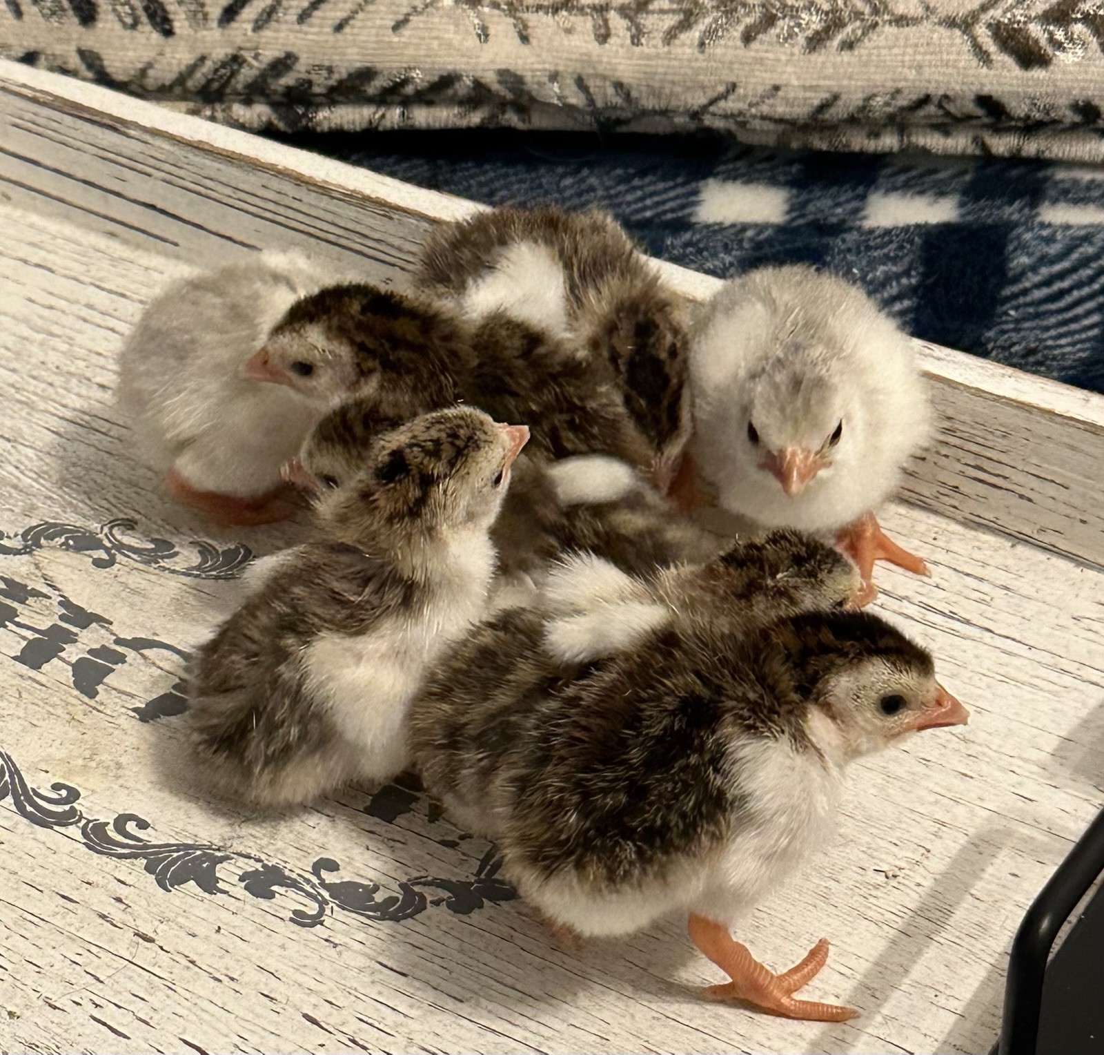 10++ NPIP Guinea Hen Hatching Eggs – Assorted Colors – Read Description