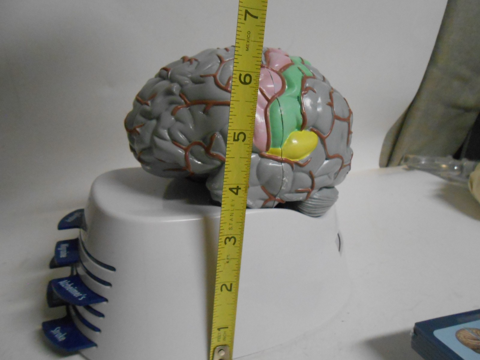 Human Brain Model Medical Doctor Office Display Teaching Education Study Science
