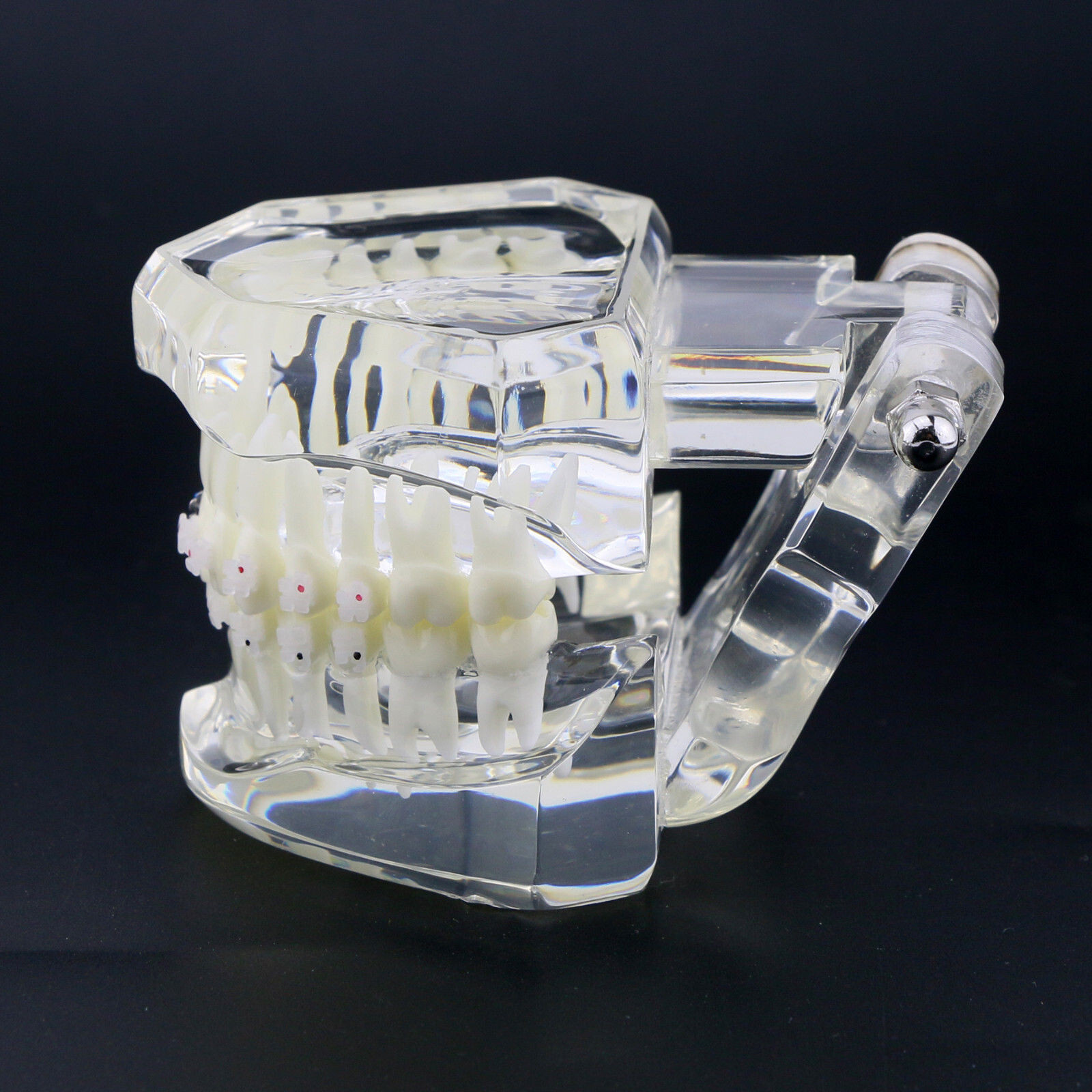 Dental High Quality Material Transparent 3003 Teeth Models With Metal Ceramic