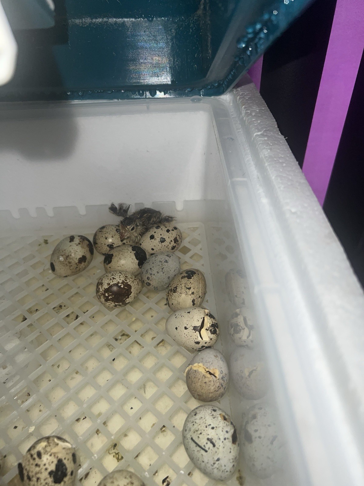 32+4 extra Jumbo Coturnix Quail Hatching Eggs( Brown, Tuxedo, Cinnamon, White )