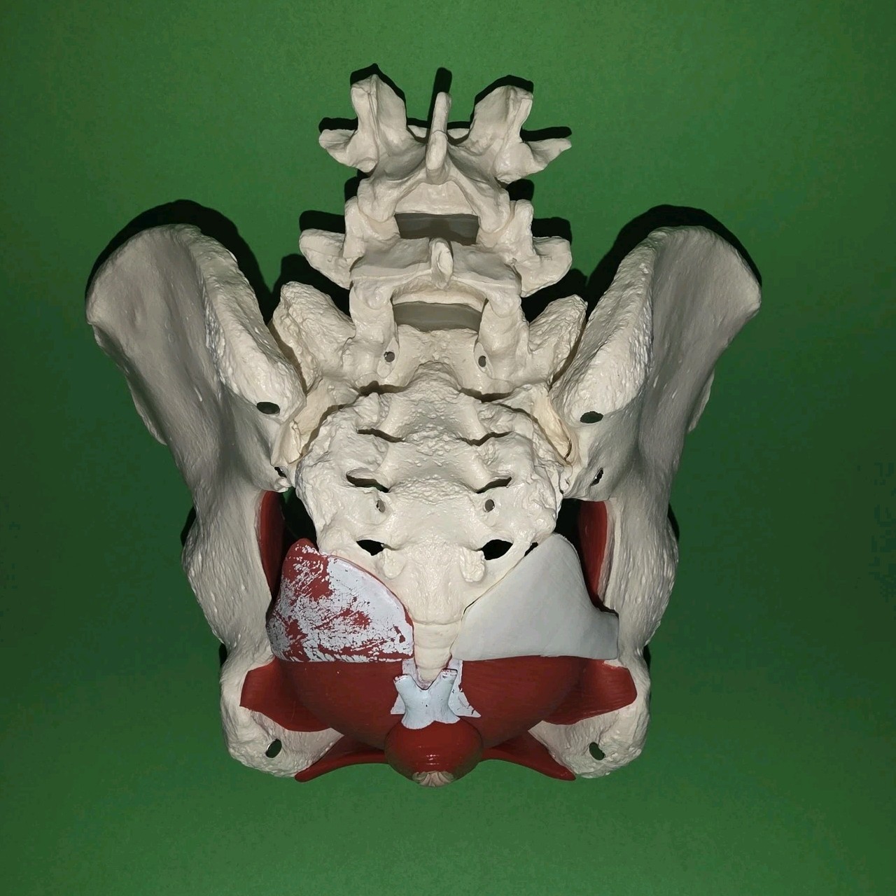 Female Pelvis Model Skeleton Medical Model for Display Midwife in Obstetrics