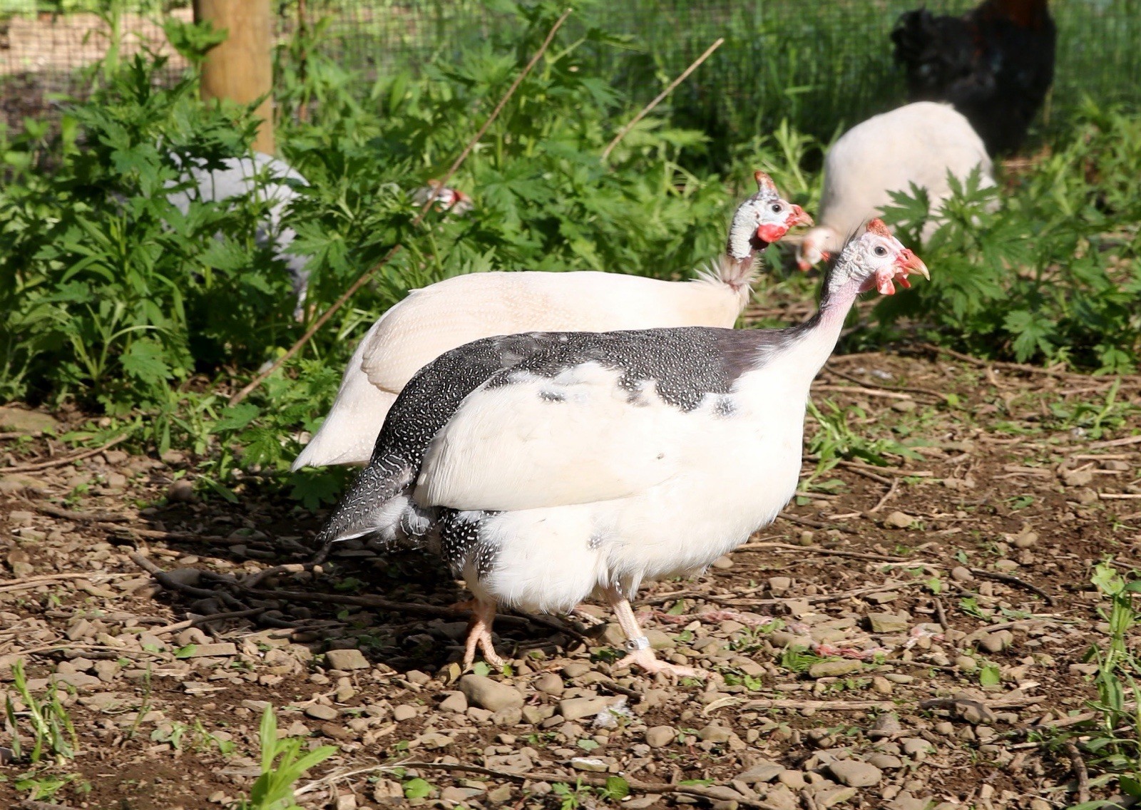 10++ NPIP Guinea Hen Hatching Eggs – Assorted Colors – Read Description