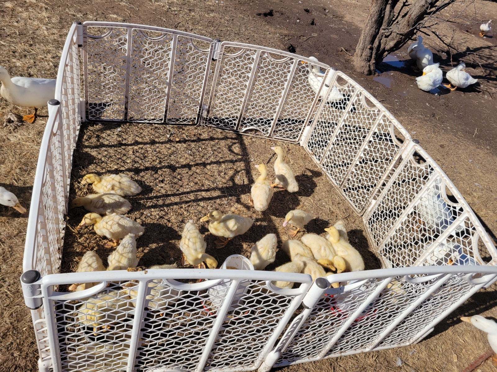 12 Fertile Jumbo Pekin Duck Hatching Eggs, Free Range, All Natural
