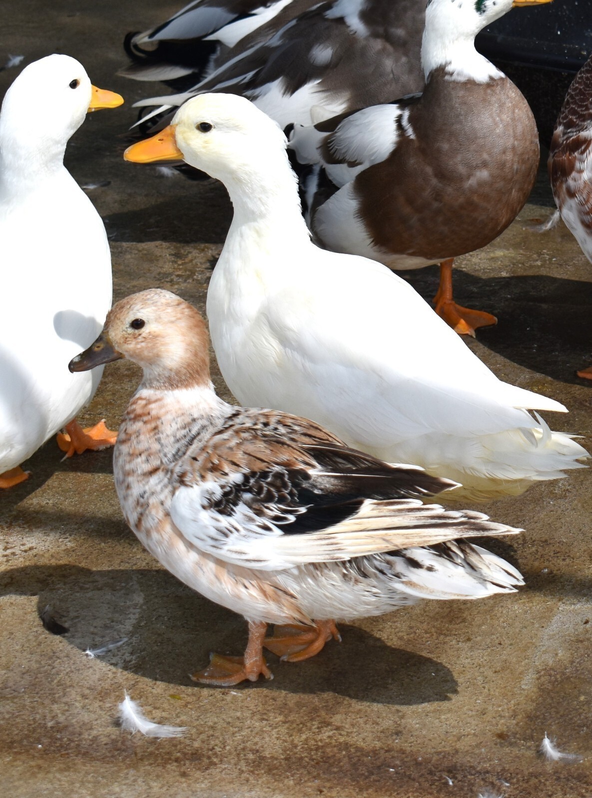 Call Duck Hatching Eggs buying 3 plus 1 free extras Variety of Colors MINI DUCKS