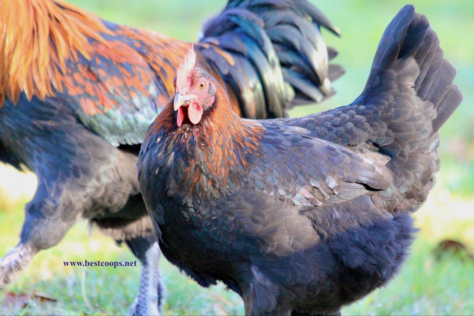 10+ Fertile Black Copper Marans Chicken Hatching Eggs